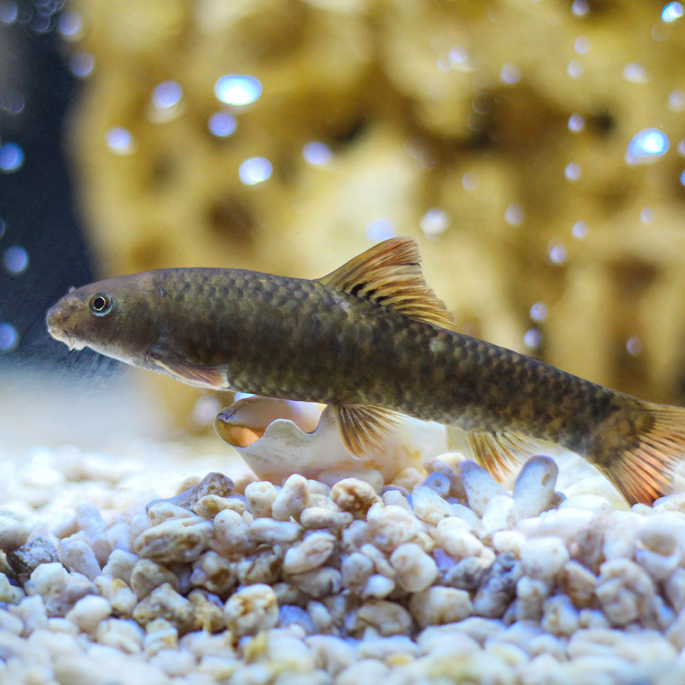 Algae Eating Doctor Fish - Garra Rufa for Aquariums - Flip Aquatics