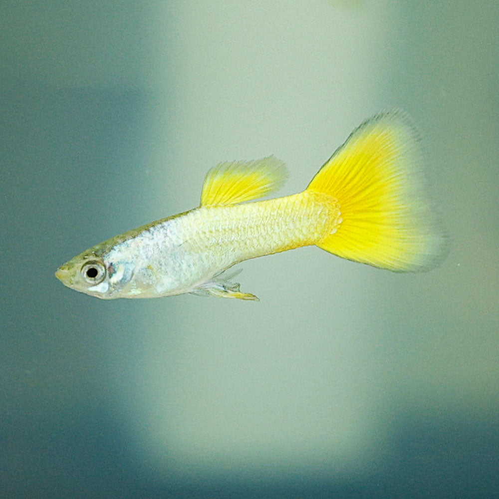 German Yellow Guppy | Poecilia Reticulatus