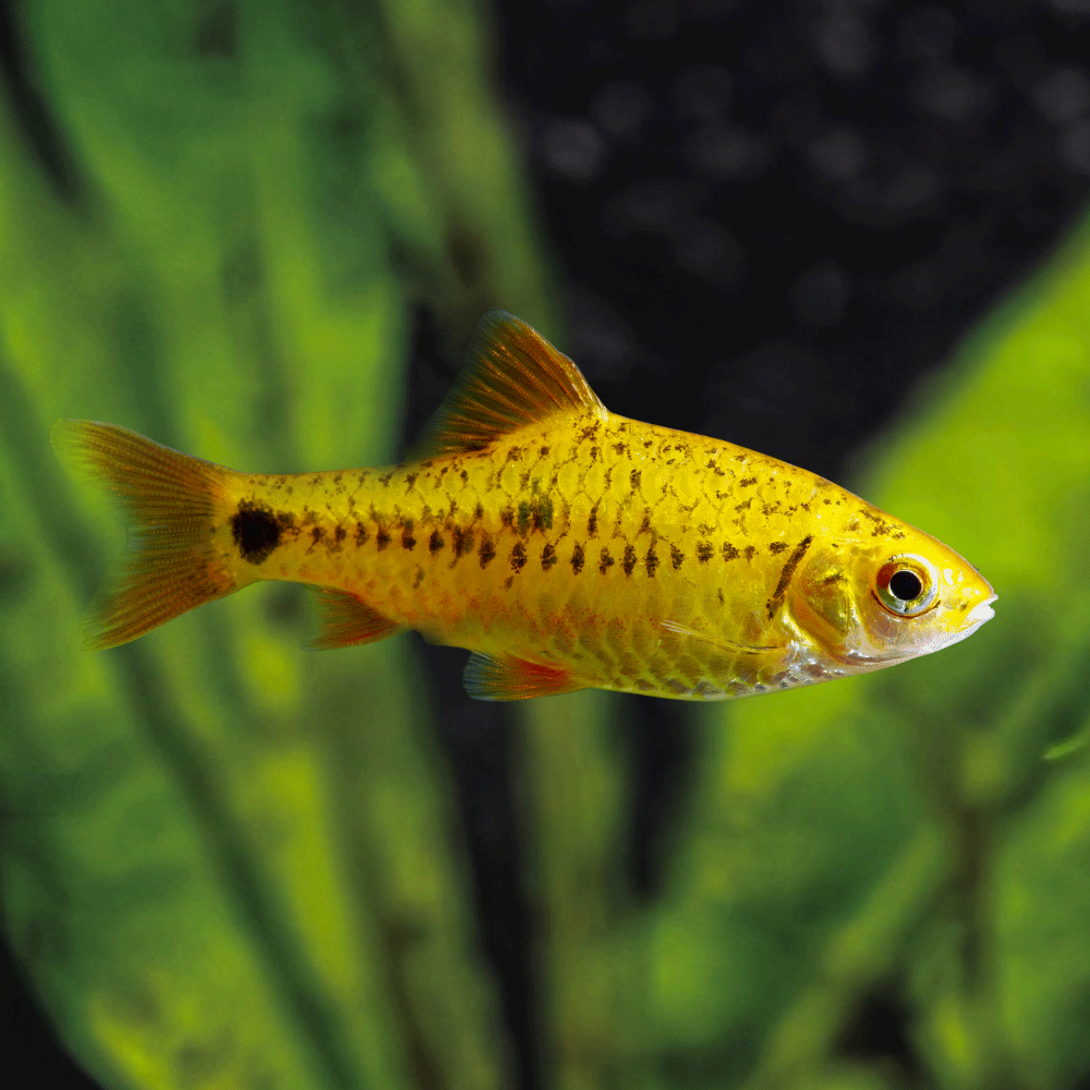 Gold Neon Barb fish with black spots swimming in an aquarium with green plants