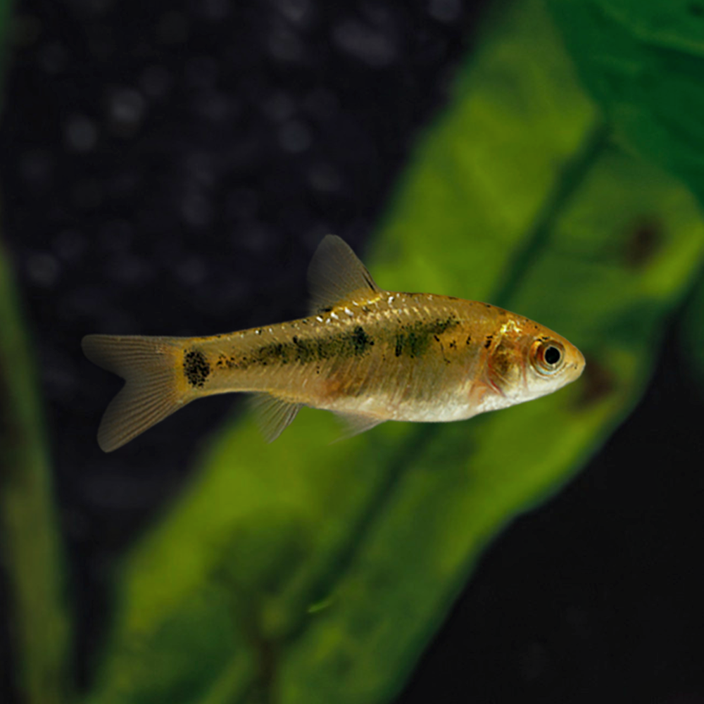 Gold Neon Barb Juvie