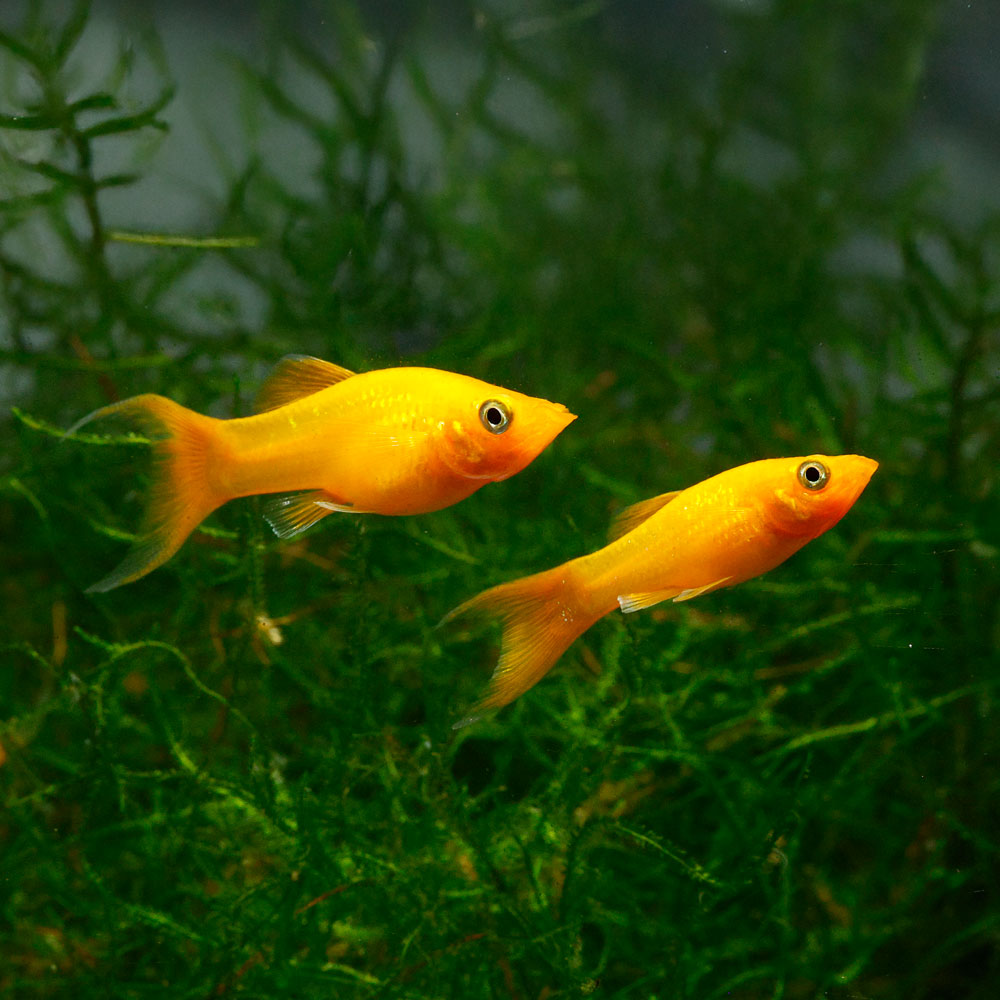 Gold Lyretail Molly