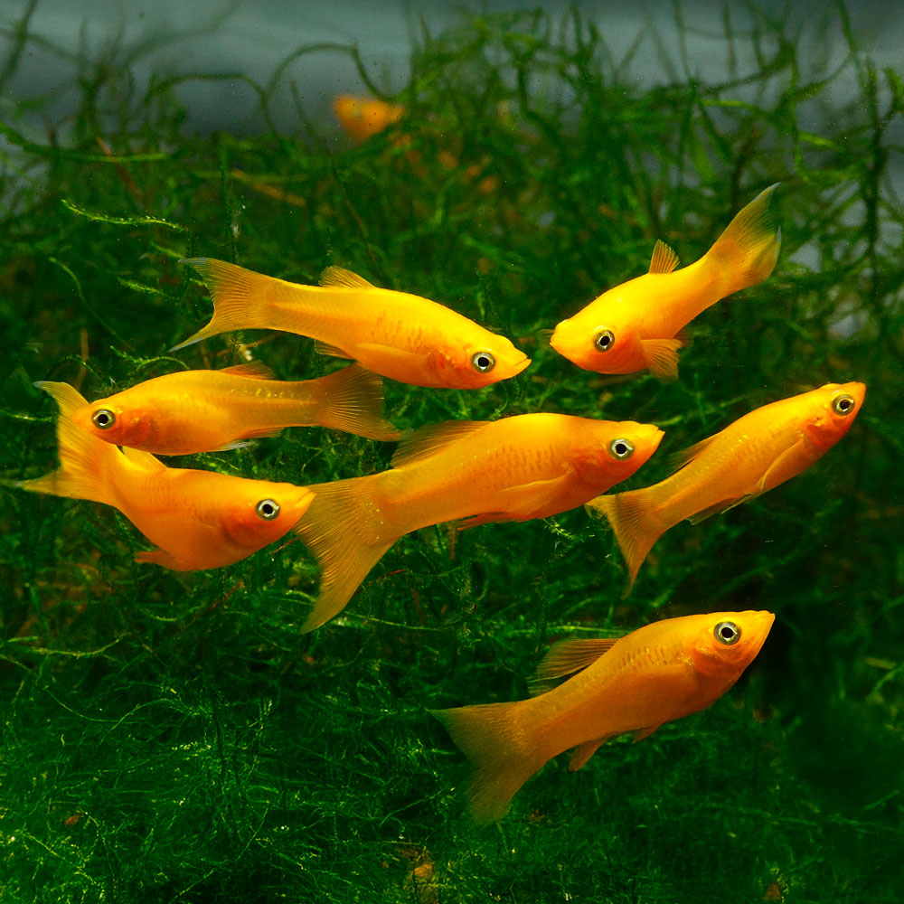 Gold Lyretail Molly | 100% Live Arrival Guarantee