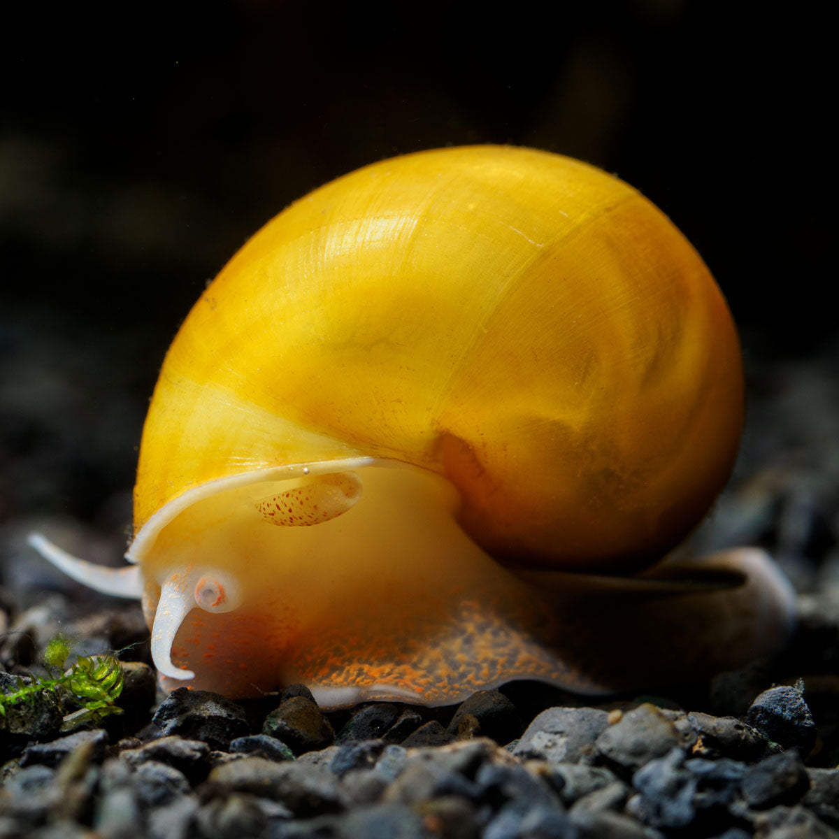 3 Gold Mystery Snails