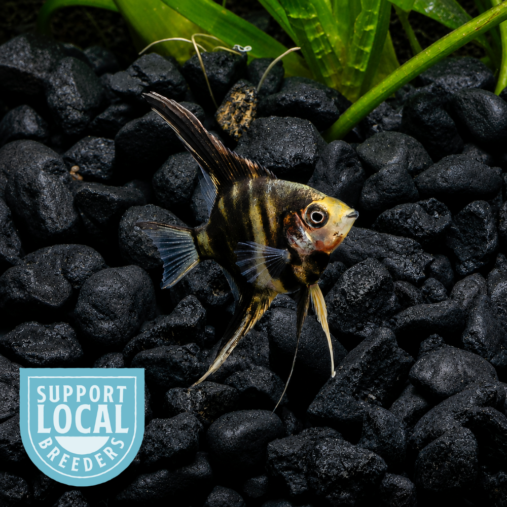 A small Gold Marble Angelfish swimming over black gravel with green plants in the background, with a blue Support Local Breeders badge in the lower-left corner
