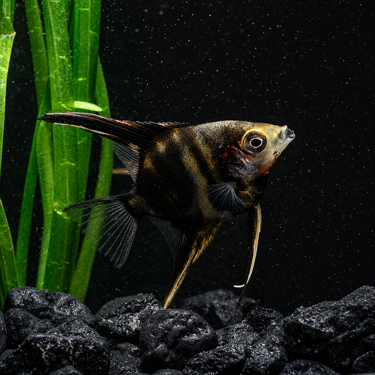 A black and gold striped Gold Marble Angelfish swimming in a dark aquarium with green aquatic plants and black gravel.