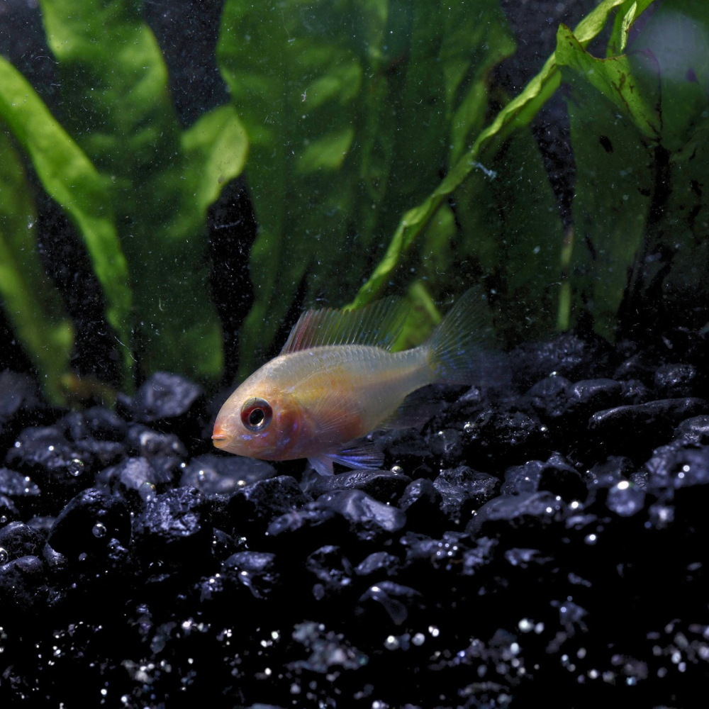A Gold Ram Dwarf Cichlid with a pale yellow body with a black gravel bottom with green aquatic plants in the background.
