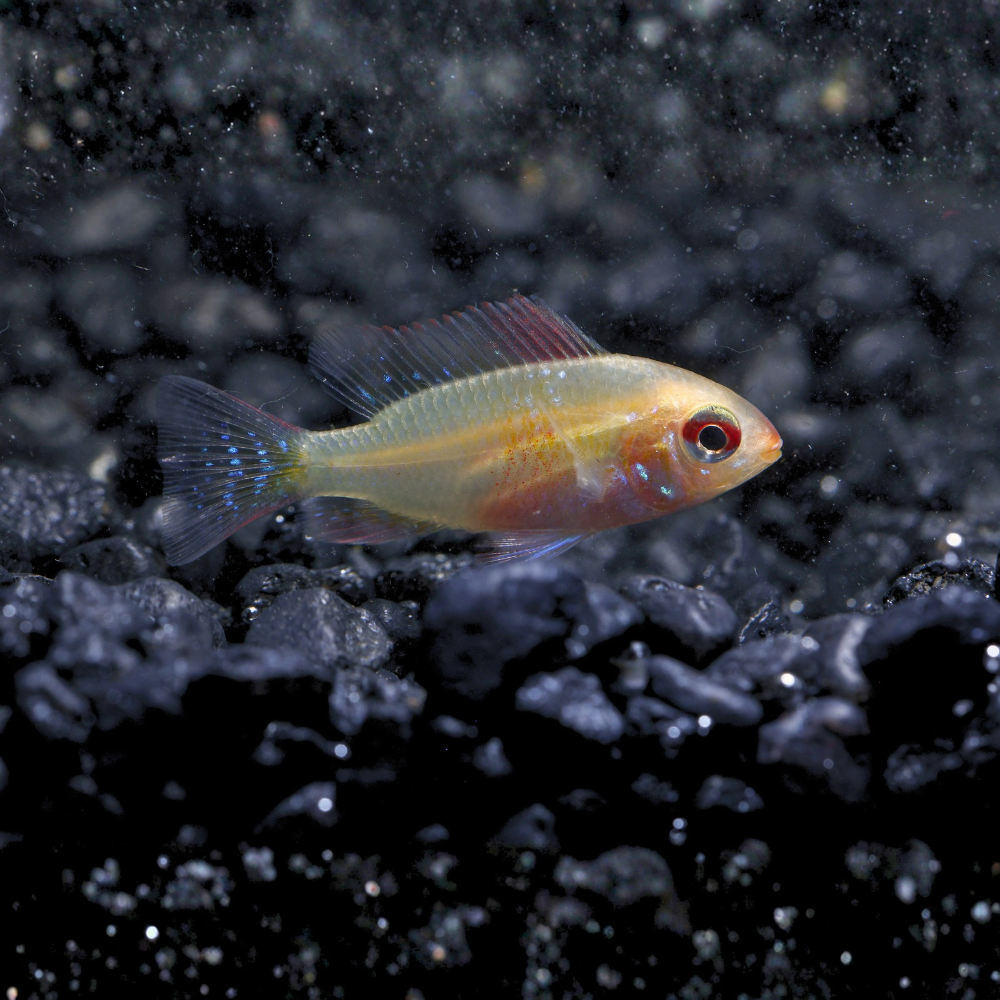 A Gold Ram Dwarf Cichlid swimming over black gravel