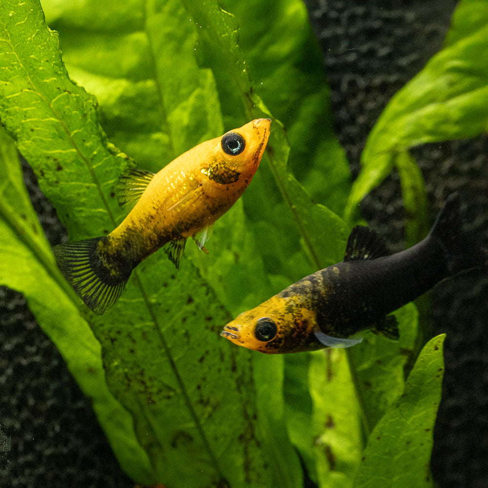 Gold Dust Molly | Poecilia Latipinna