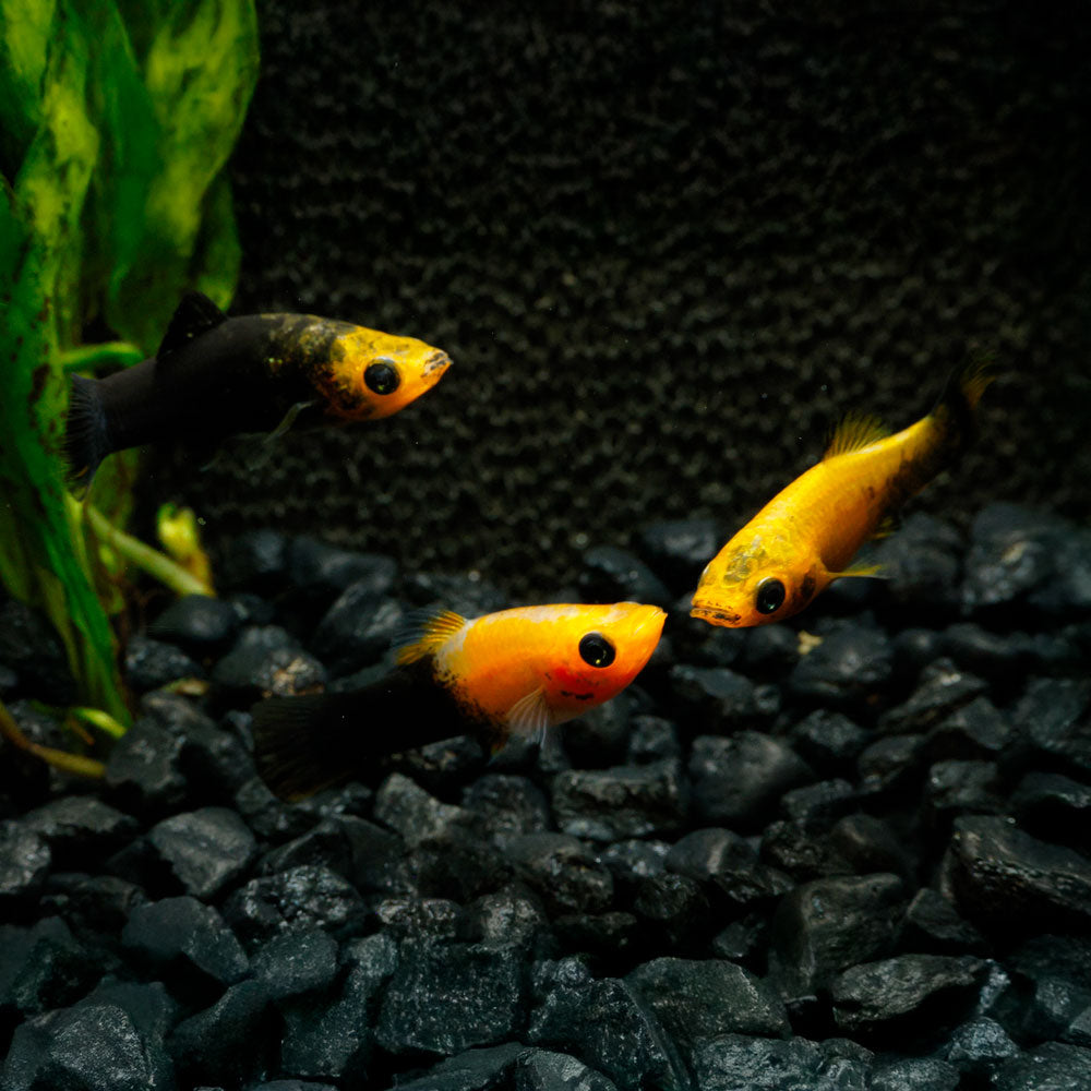 Gold Dust Molly | Poecilia Latipinna