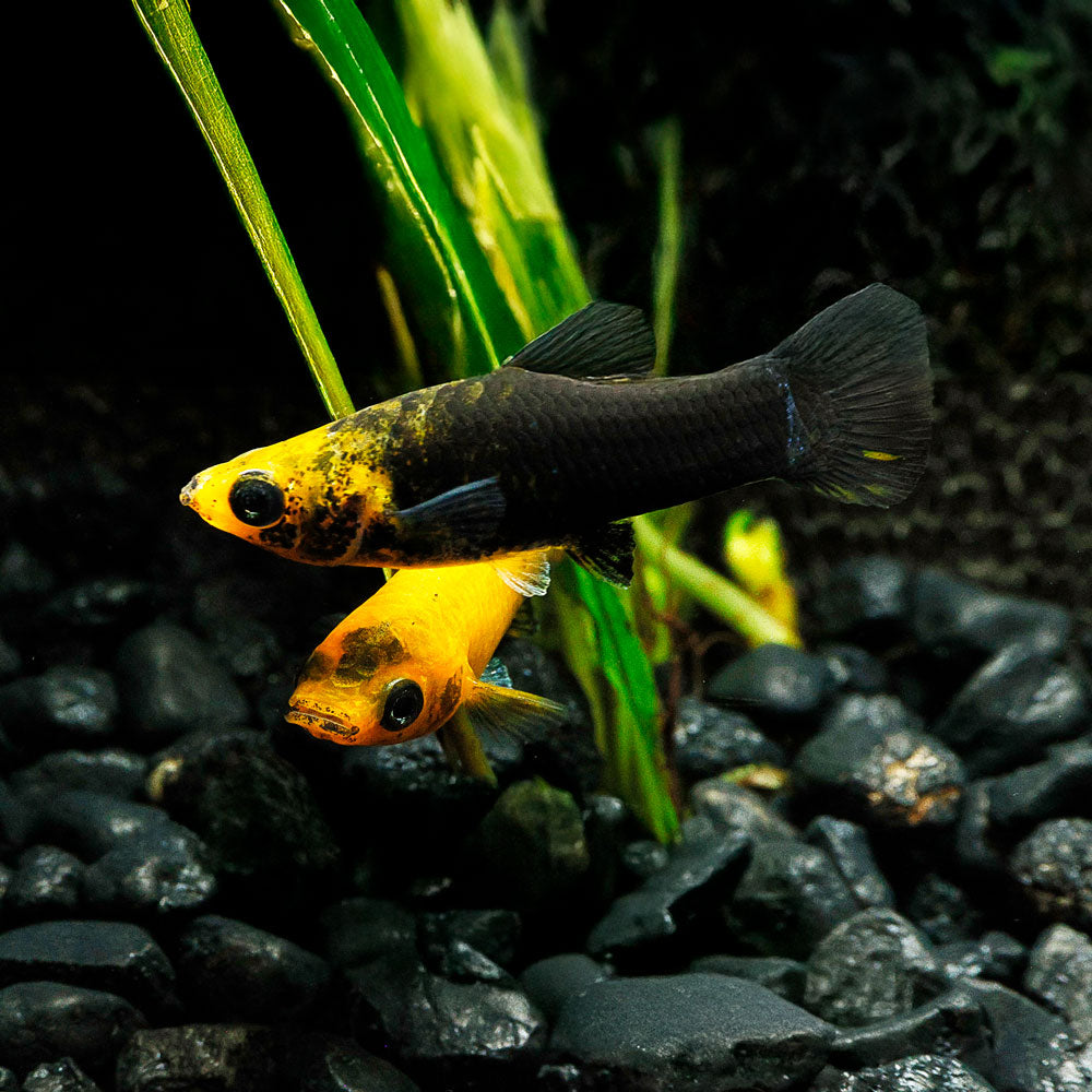 Gold Dust Molly | Poecilia Latipinna