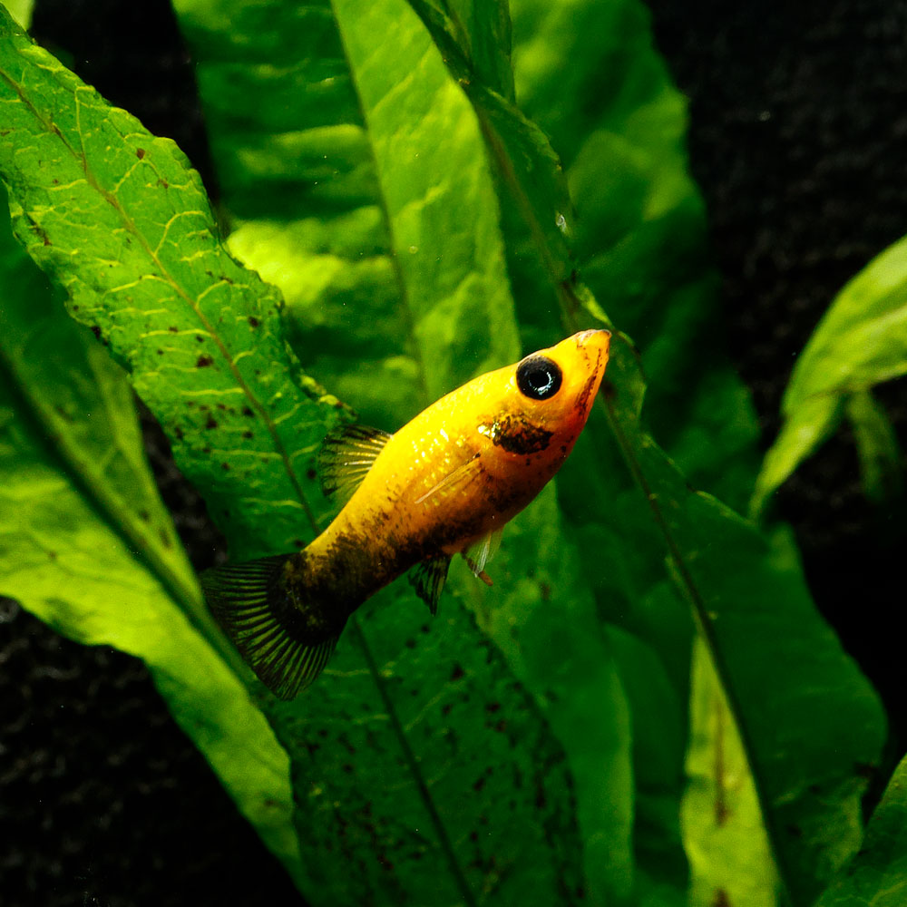 Gold Dust Molly | Poecilia Latipinna