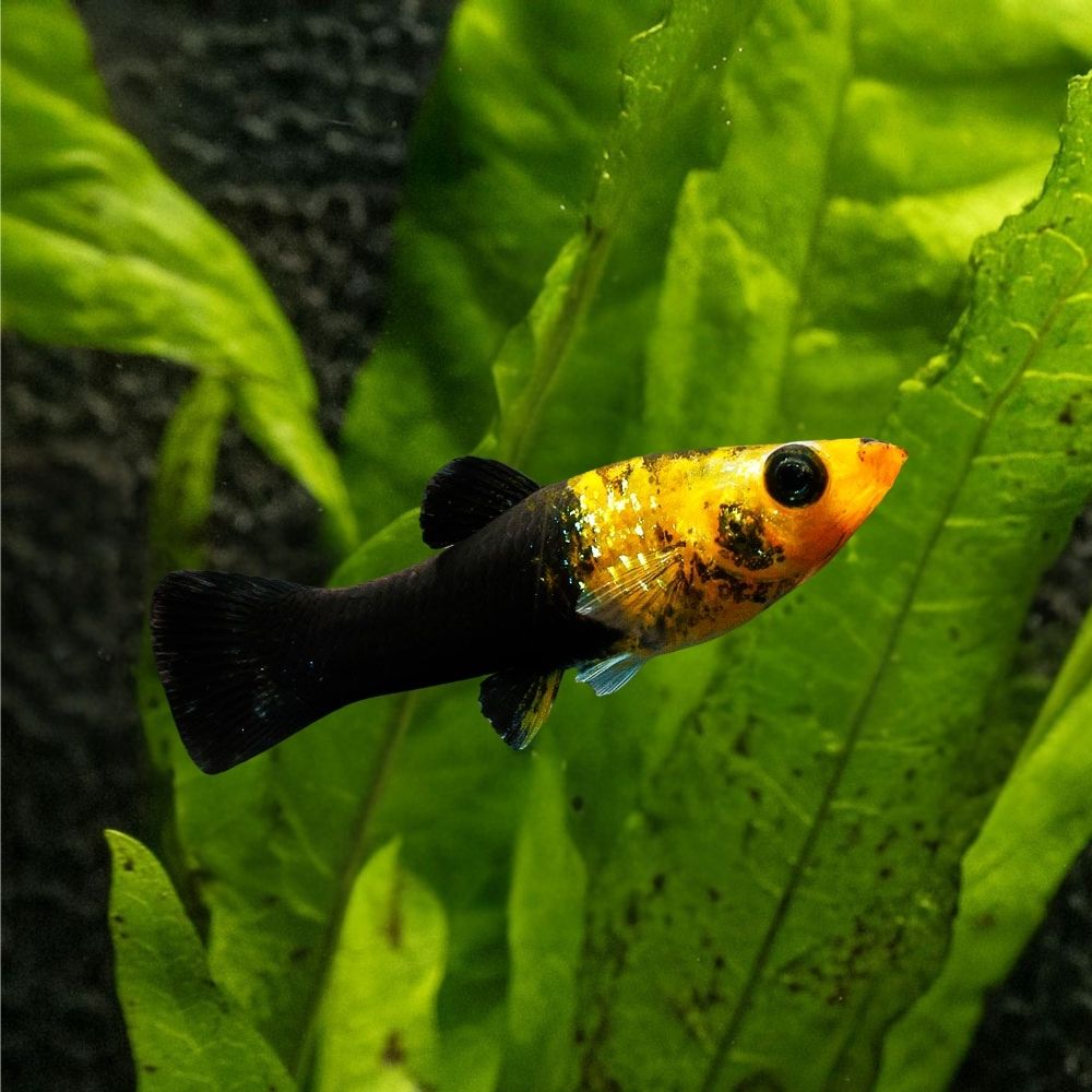 Gold Dust Molly | Poecilia Latipinna