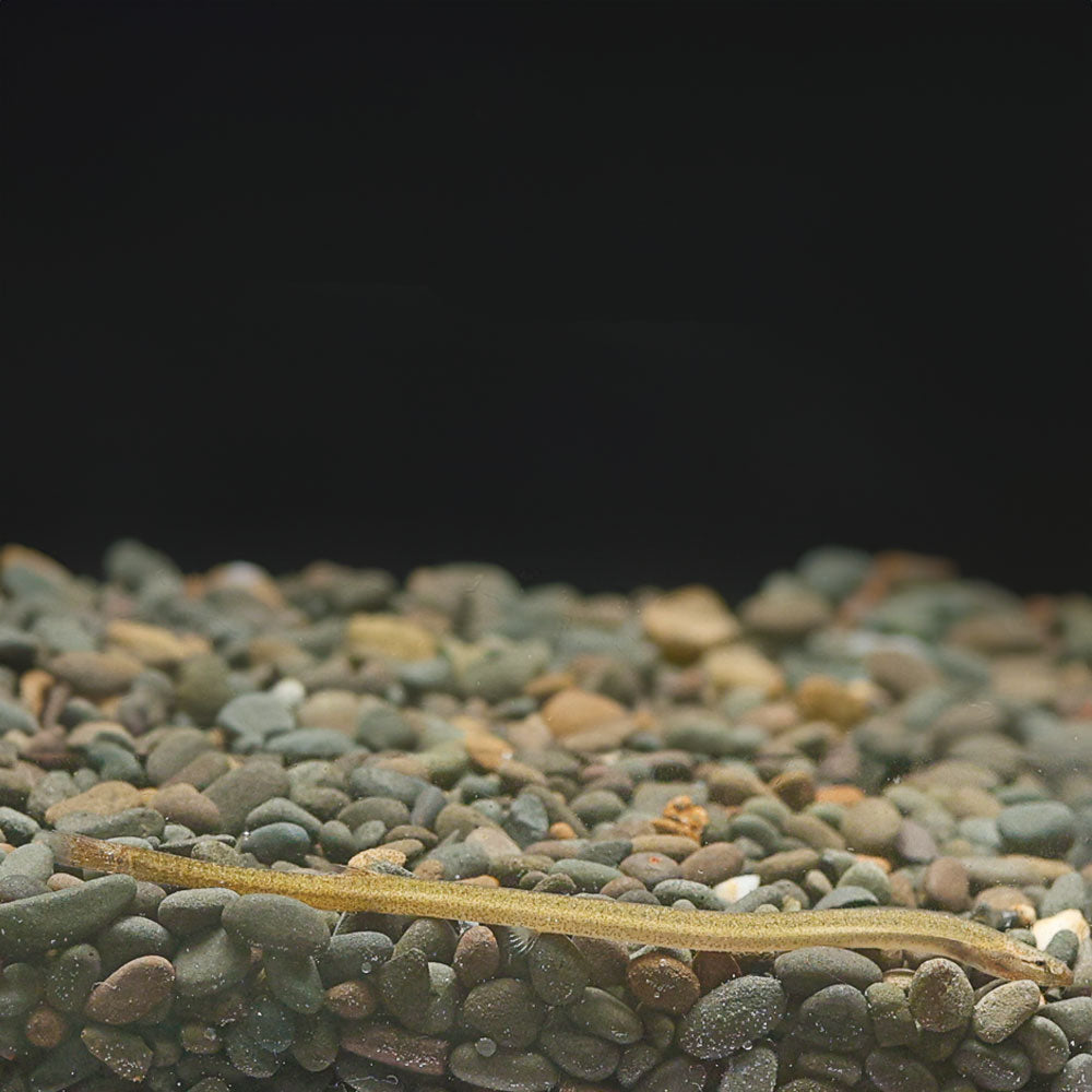 Golden Kuhli Loach