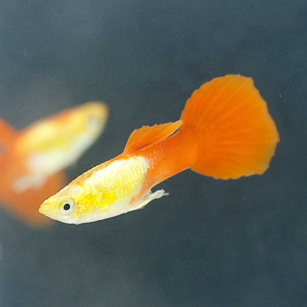 Goldenhead Guppy | Poecilia Reticulatus