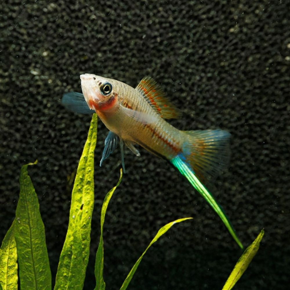 Green Swordtail | Xiphophorus helleri
