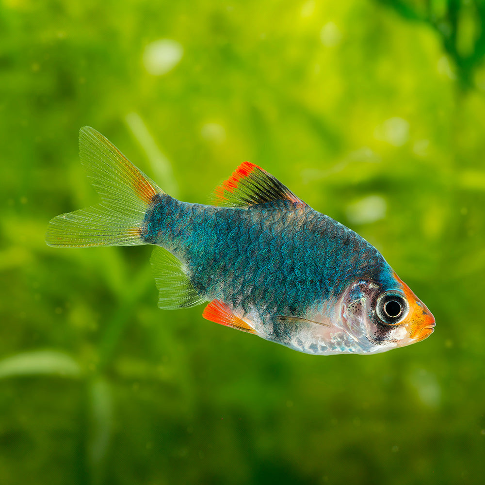 Gfreen Fish Green Tropical Fish