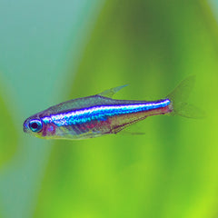 Green neon store tetra for sale