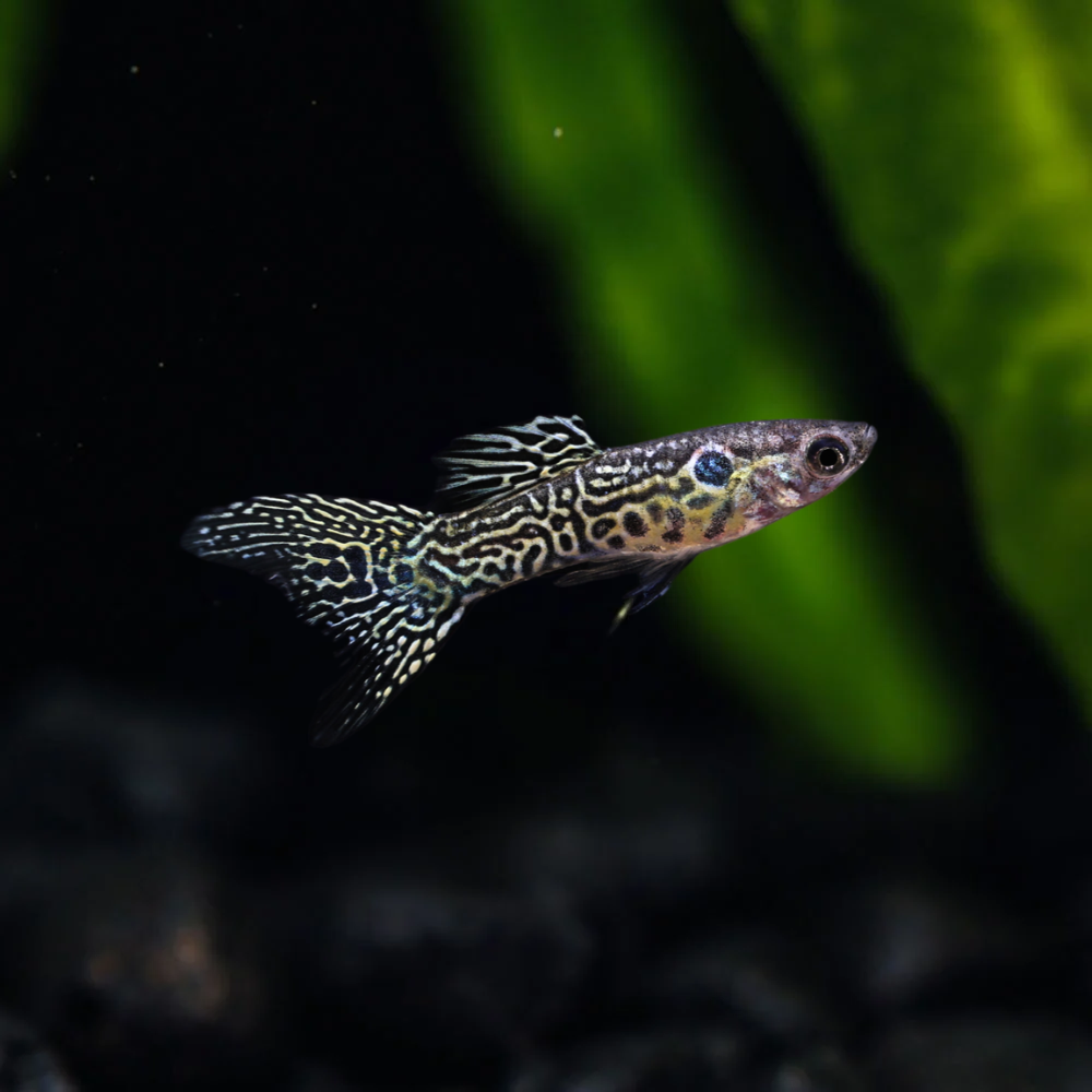 Green Cobra Endler swimming in an aquarium 