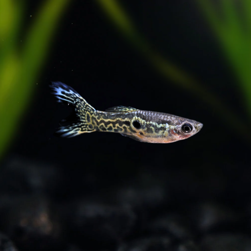 Green Cobra Endler for sale