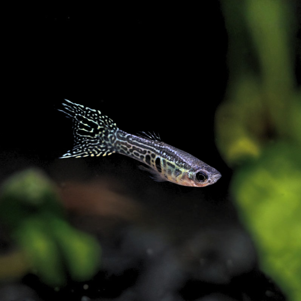 A small Green Cobra Endler with cobra pattern swimming against a dark aquarium background with blurred green plants.