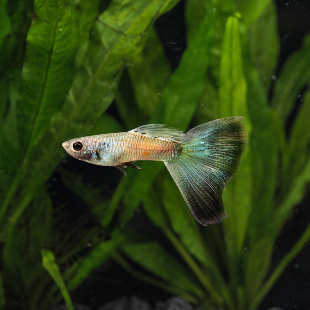 Green Delta Guppy