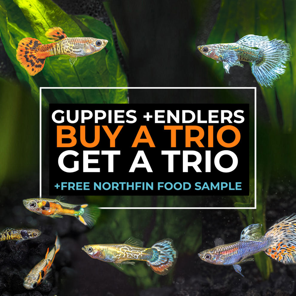 Guppy + Endler Sale | Buy a Trio, Get a Trio