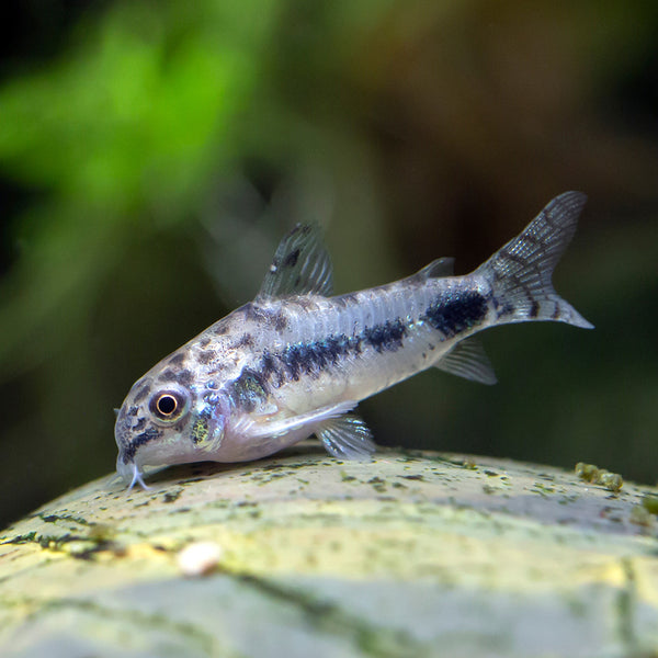 Salt and Pepper Corydoras Corydoras Habrosus for Sale Flip Aquatics