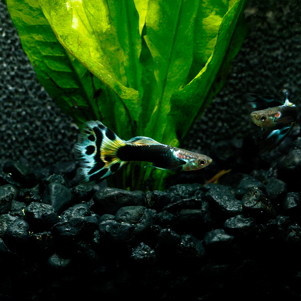 Half Black Leopard Guppy