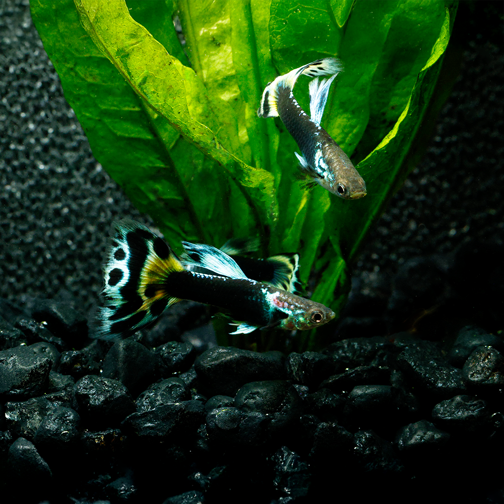 Half Black Leopard Guppy