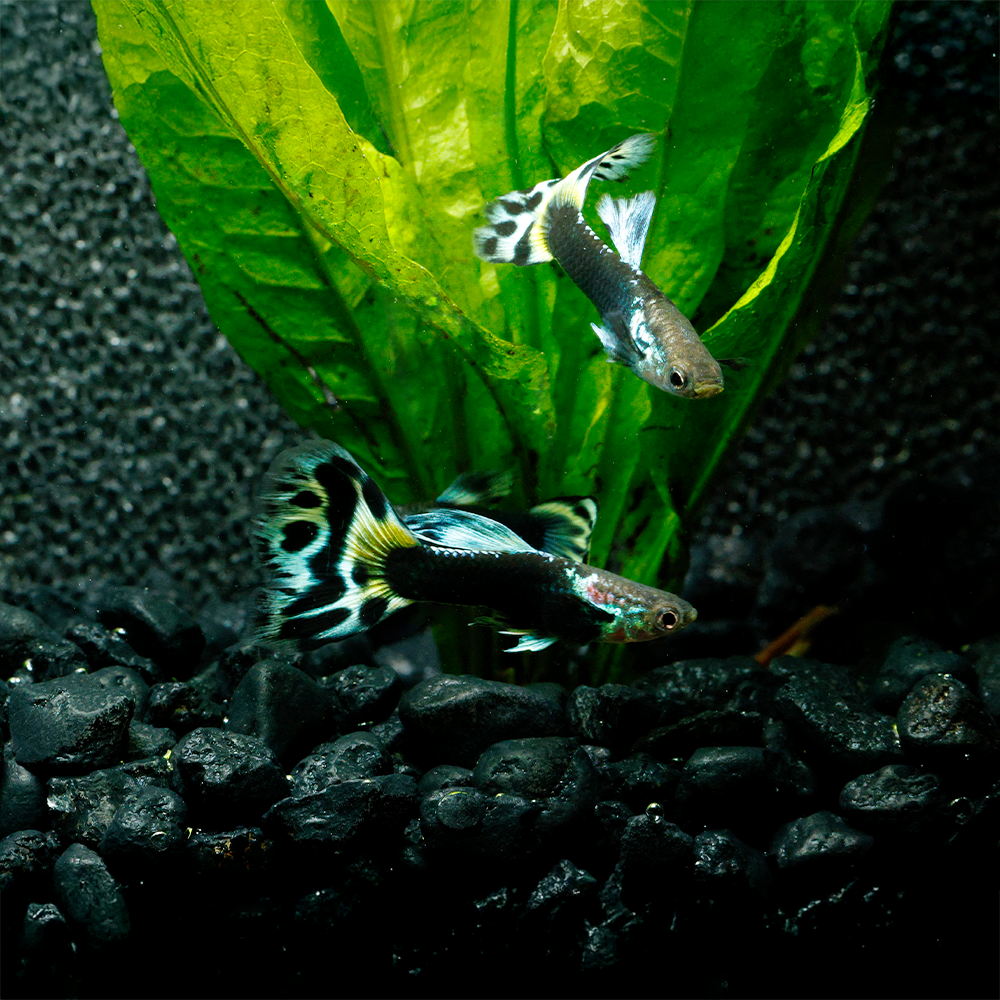 Half Black Leopard Guppy