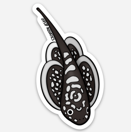 Hillstream Loach Decal Sticker