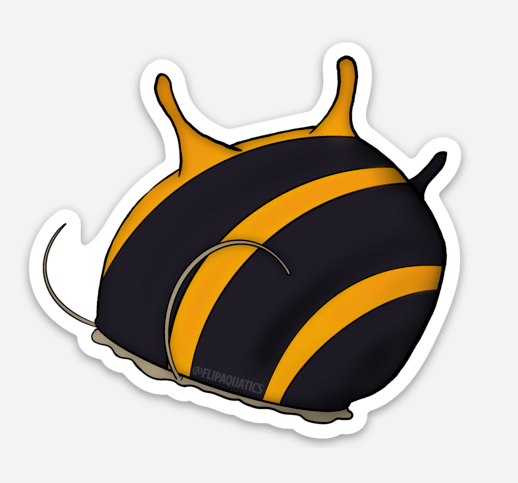 Horned Nerite Snail Decal Sticker