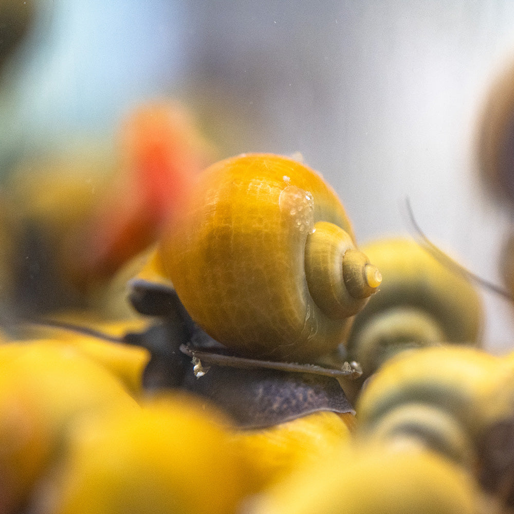 3 Jade Mystery Snails