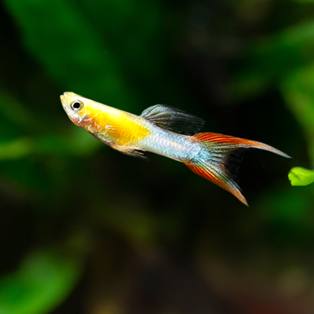 Japan Blue Double Swordtail Guppy