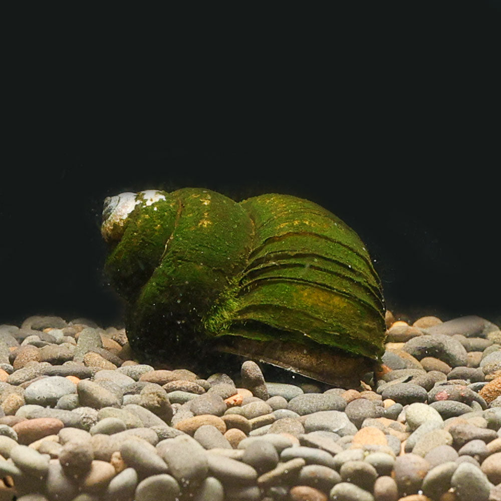 3 Japanese Trapdoor Snails