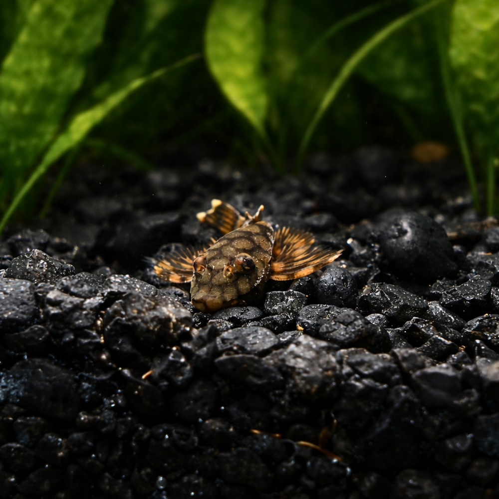 L519 Honeycomb Bristlenose Pleco on dark substate 