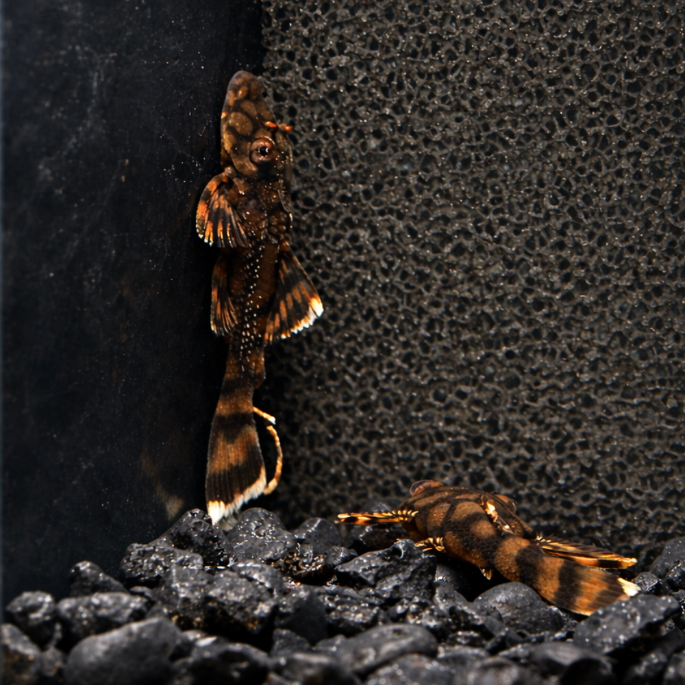 Two L519 Honeycomb Bristlenose Plecos in a tank together