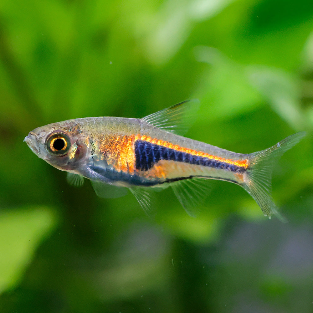 Lambchop Rasbora