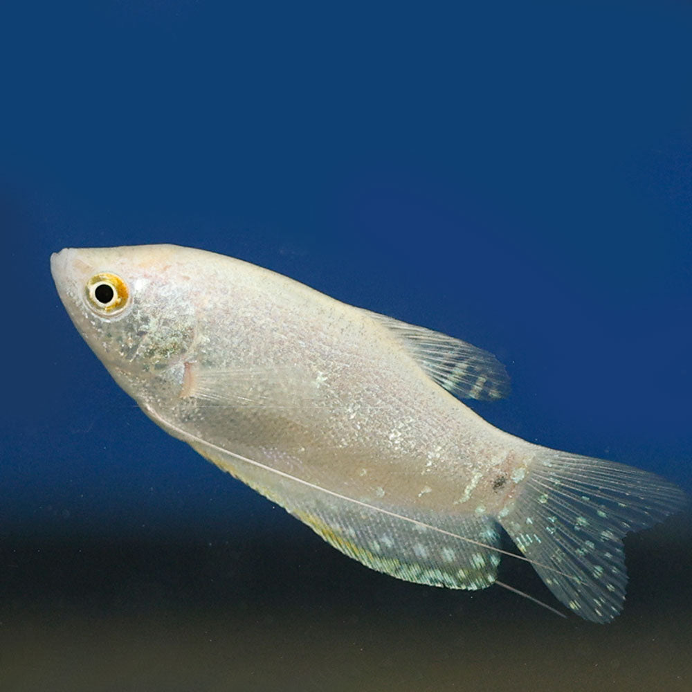 Lavender Gourami
