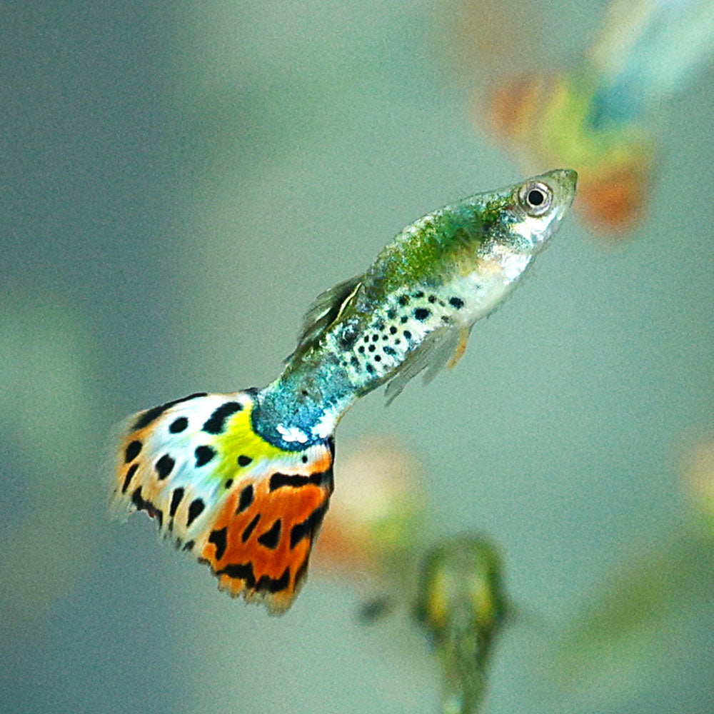 Leopard Tail Guppy