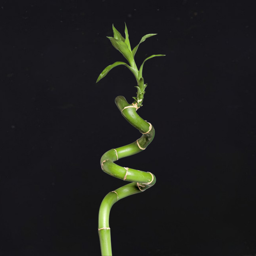Lucky Curly Bamboo Plant on dark background 