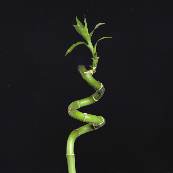 lucky bamboo soft stalk Curly Bamboo for Sale
