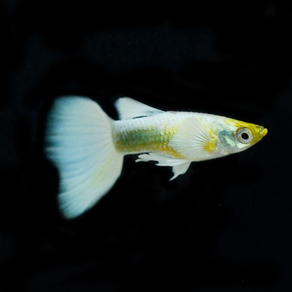 Luminous White Guppy | Poecilia Reticulatus