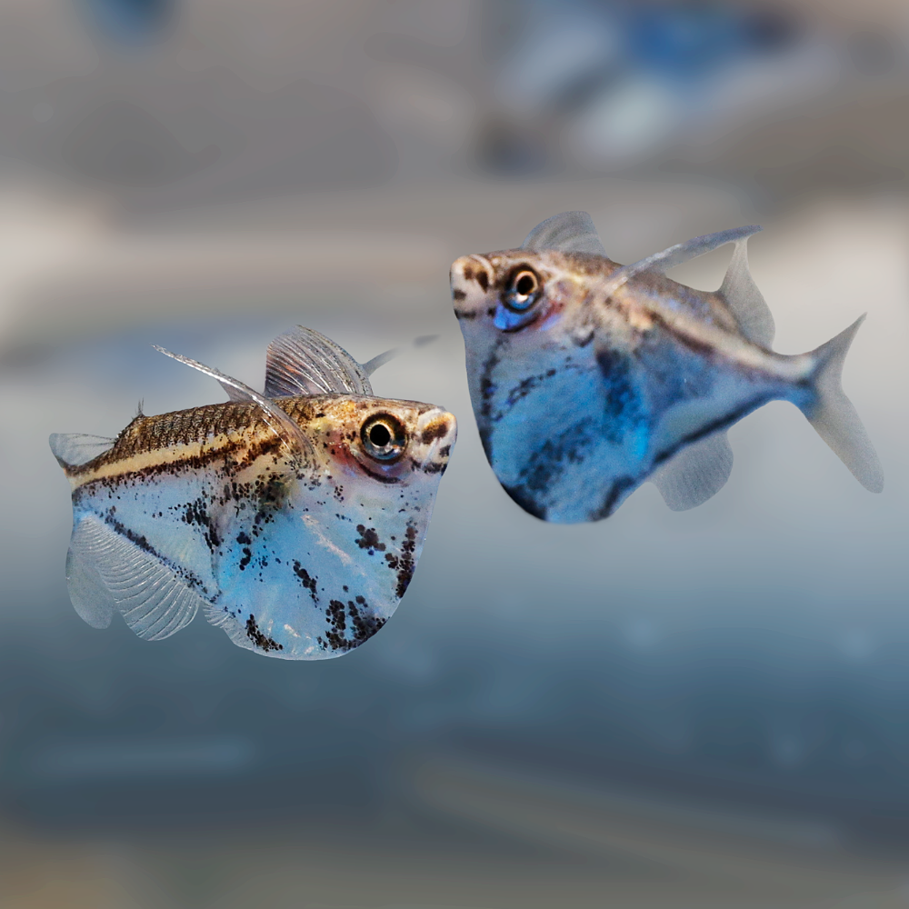 Two Marble Hatchet fish swimming in a clear aquarium with a soft, blurred blue background.