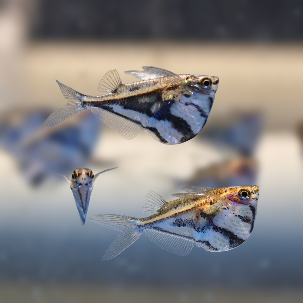 three Marbled Hatchet fish swimming 