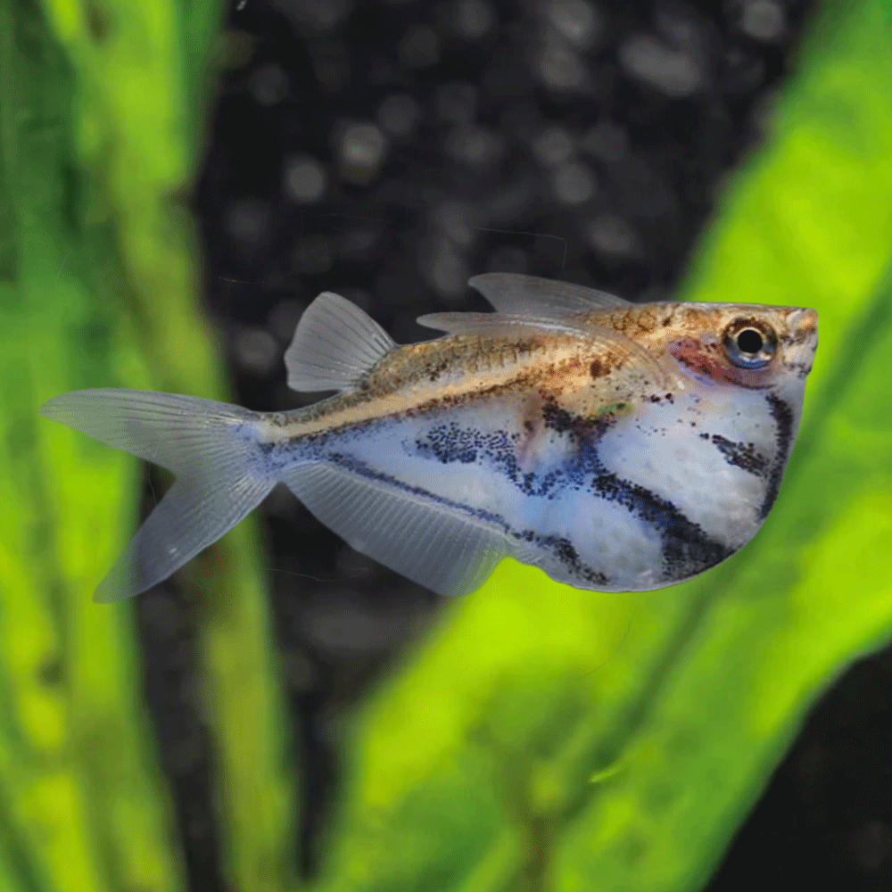 Marbled Hatchetfish 