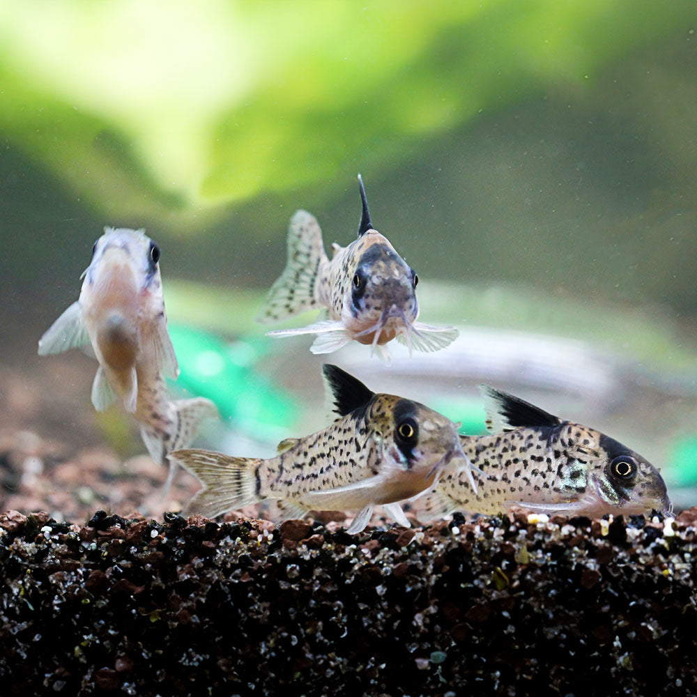 Melanistius Cory | Black Sail Cory