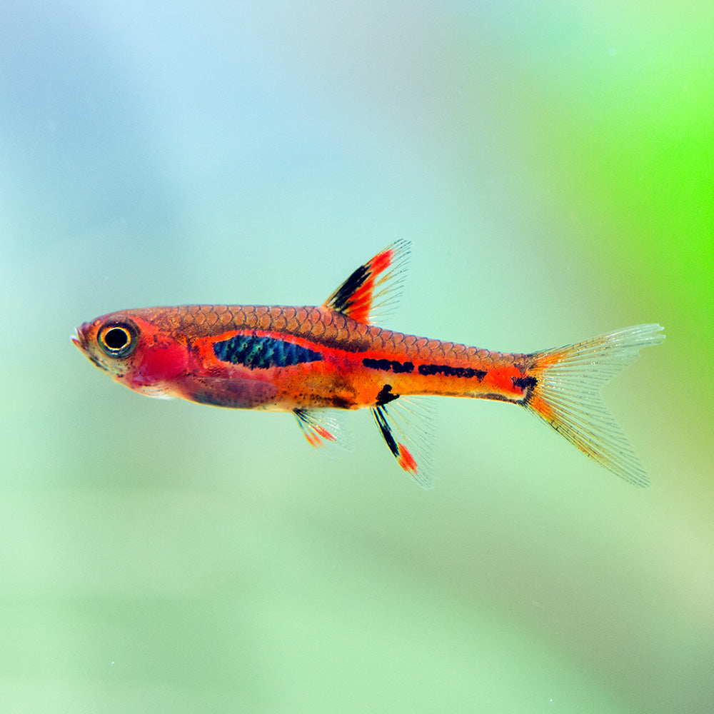 Merah Rasbora Phoenix Rasbora for Sale | Boraras merah