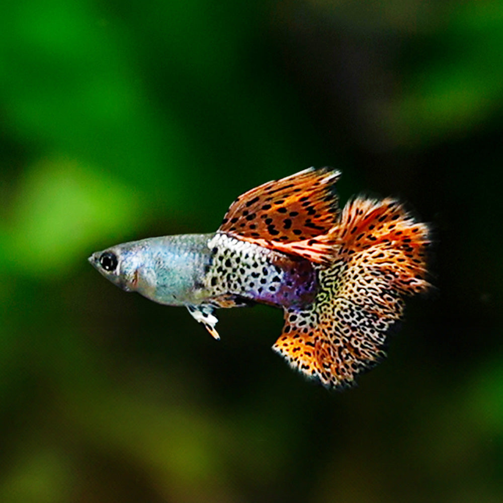 Shop Metal Red Snakeskin Rosetail Guppy Online | Freshwater Guppies