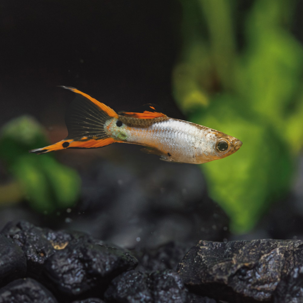 A small Metallic Silver Endler swimming in a dark aquarium with black gravel and blurred green plants in the background.